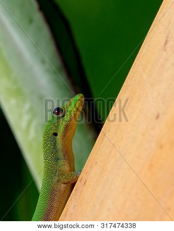 Green Gecko Climbing Tree With Green Background