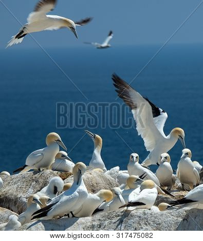 Gannets On A Rock Overlooking The Sea