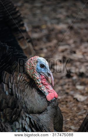 A Big Turkey With Blue And Red Face