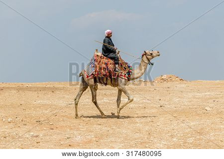 Giza, Egypt - April 19, 2019: A Local Man Rides A Camel At Giza