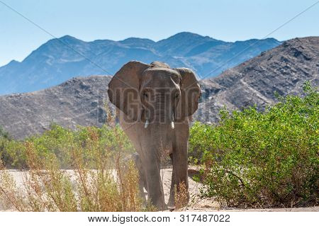 One Adult Desert Elephant -loxodonta Africana- With Its Calf, Browsing Along The Honaib River In Nor
