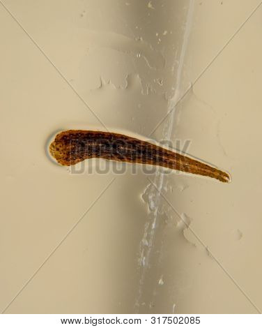 Leech On The Glass. Bloodsucking Animal. Subclass Of Ringworms From The Belt-type Class. Hirudothera