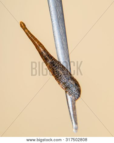 Leech On The Tweezers. Bloodsucking Animal. Subclass Of Ringworms From The Belt-type Class. Hirudoth