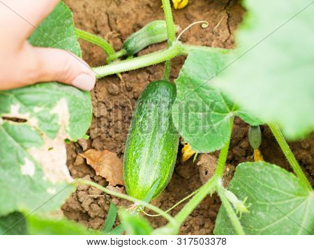 Cucumber In The Bushes. Green Small Cucumber On A Bush Against A Background Of Foliage. Flowering Br