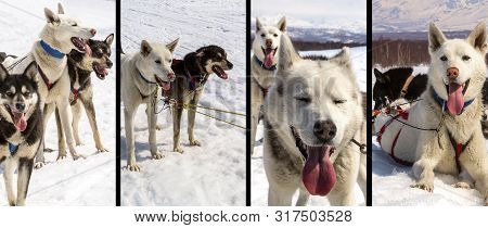 Husky In Harness Resting On The Snow On Kamchatka