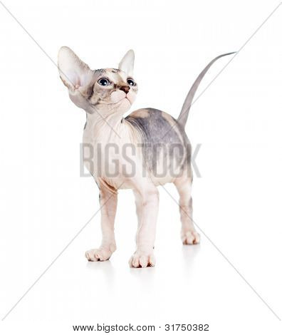 Sjove hairless sphynx killing isoleret