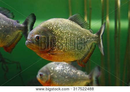 Red-bellied Piranha (pygocentrus Nattereri), Also Known As The Red Piranha In Their Habitat