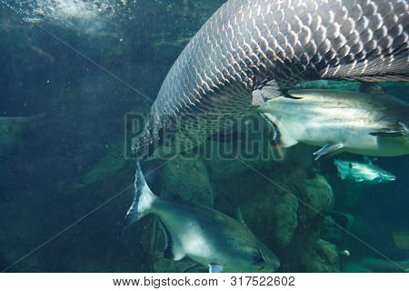 Arapaima (arapaima Gigas), Also Known As The Pirarucu In Dark Water
