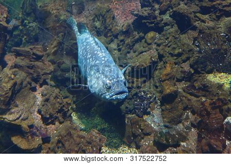 Atlantic Goliath Grouper Or Itajara (epinephelus Itajara), Also Known As The Jewfish In Their Habita