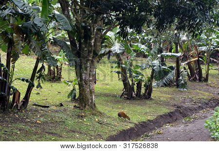 Capibara On A Banana Plantation In Monteverde. Costa Rica.