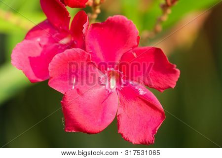 Nerium Oleander Flower In The Garden.
Close Up View Red Oleander Or Nerium Flower Blossoming On Tree