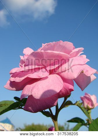 Teahouse Roses. Beautiful Flowers Of Teahouse Roses In A Garden Bed