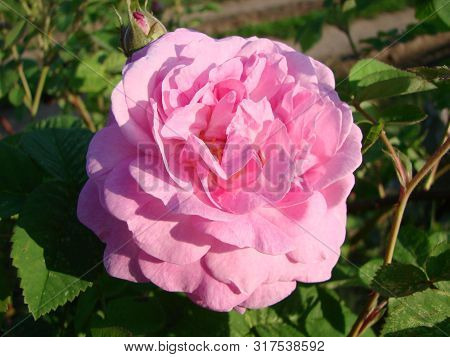 Teahouse Roses. Beautiful Flowers Of Teahouse Roses In A Garden Bed