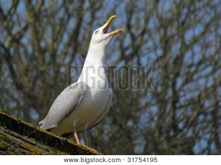 Mewa na dachu squawking z dzioba szeroko otwarte.