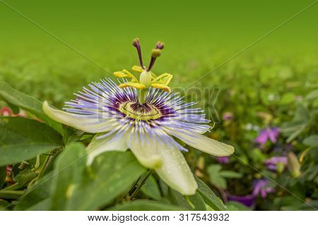 Passion Flower Closeup In Leavy Gradient Green Back
