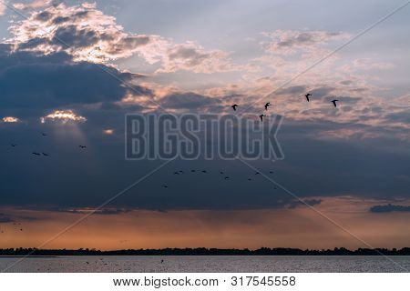 Population Of Wild Geese At Scenic Guelper See (havelaue) In Brandenburg, Germany At Sunset