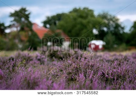 Typical German Heather Landscape With Purple Erica Plants In Full Bloom Near Pritzen, Brandenburg, G