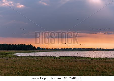 Population Of Wild Geese At Scenic Guelper See (havelaue) In Brandenburg, Germany At Sunset