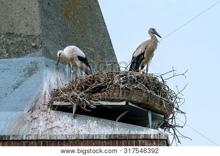 Close Up Of The Stork Couple In It´s Nest On The Roof Of Guelpe (havelaue) Church Tower