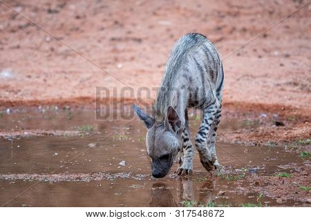 Striped Hyenas (hyaena Hyaena) Have Excellent Senses Of Vision, Hearing And Smell Spotted This At Ev