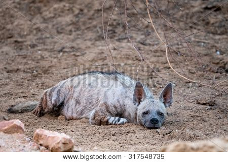 Striped Hyenas (hyaena Hyaena) Have Excellent Senses Of Vision, Hearing And Smell Spotted This At Ev