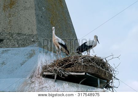 Close Up Of The Stork Couple In It´s Nest On The Roof Of Guelpe (havelaue) Church Tower