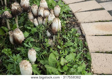 Urban Landscape After Rain. On The Lawn, Among The Pavers, Grew Mushrooms Coprinus.
