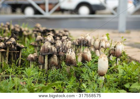 Urban Landscape After Rain. On The Lawn, Among The Pavers, Grew Mushrooms Coprinus.