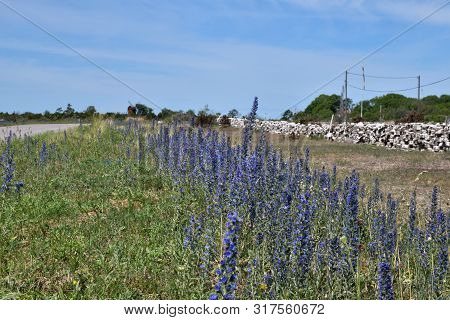 Blossom Blueweed Flowers By Roadside At The Island Oland In Sweden