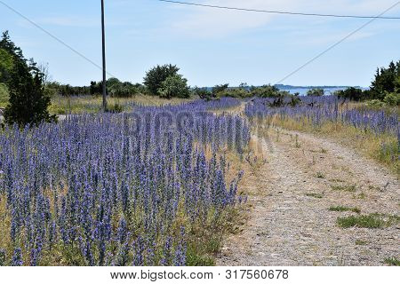 Gravel Road With Blossom Blueweed By Roadside At The Island Oland In Sweden