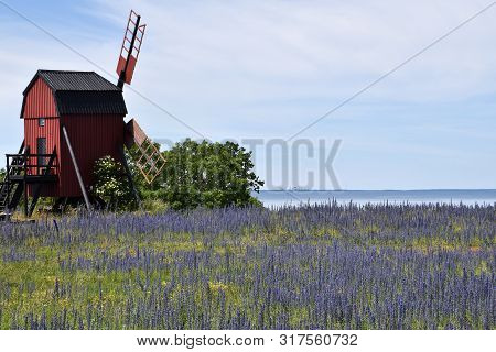 Old Windmill By A Field With Blossom Blueweed At The Swedish Island Oland