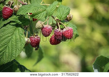 Raspberry, Rubus Idaeus, Ripe Red Fruits And Unripe Green Ones With Leaves And A Blurred Background.