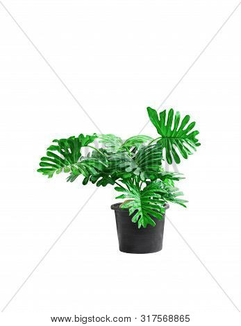 Plastic Tree Philodendron Xanadu Ornamental Plants And Green Leaves Jagged Edge Beautiful In Pots Bl