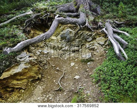 Large Roots In An Old Trre, Nature
