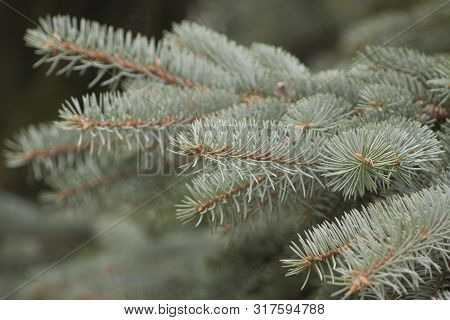 Christmas Tree, On Holiday, Branch Of Christmas Tree Closeup, Fresh Green Fir Tree With Needles. New