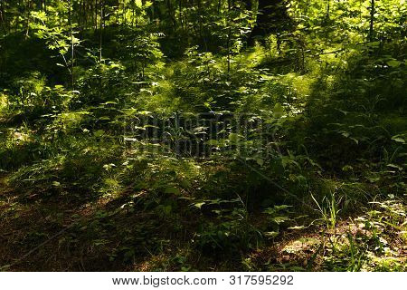 Shady Undergrowth With Ferns In The Forest
