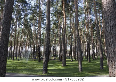 Evening Sun In The Pine Forest Background