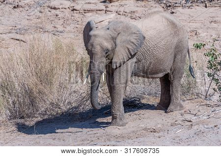 One Adult Desert Elephant -loxodonta Africana- Browsing Along The Honaib River In North-western Nami