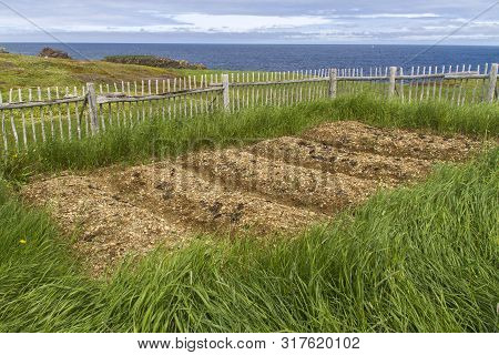 Traditional Raised Bed Garden By The Sea At Elliston, Newfoundland