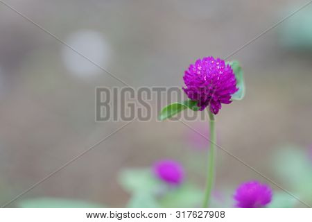 Purple Flower. Button Agaga. Everlasting. Gomphrena. Globe Amaranth. Pearly Everlasting
