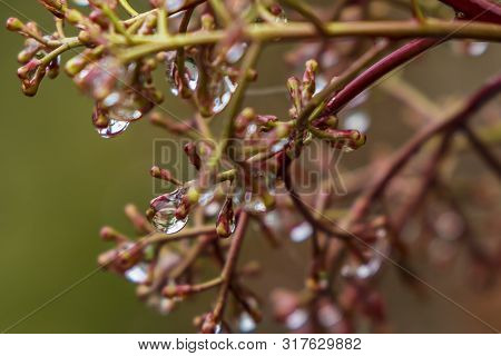 Little Waterdroplets Hanging From Tree Blossoms On Tree Branches.