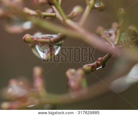 Waterdroplet Hangs Of A Branch  That Mirrors A Pink Blossom
