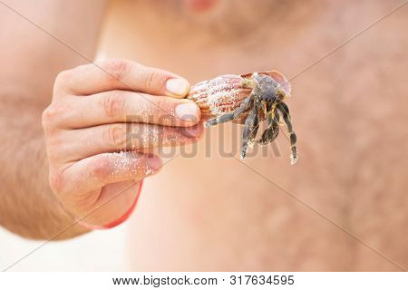 Man holding a hermit crab (Pagurus bernhardus)