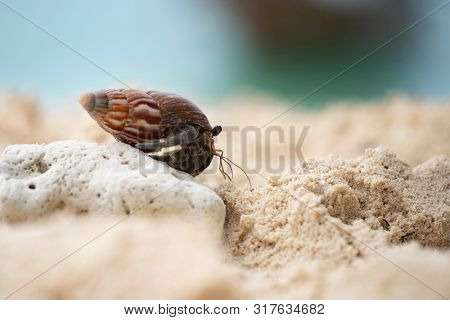 Hermit crab, Pagurus bernhardus, crawling on the sand beach .