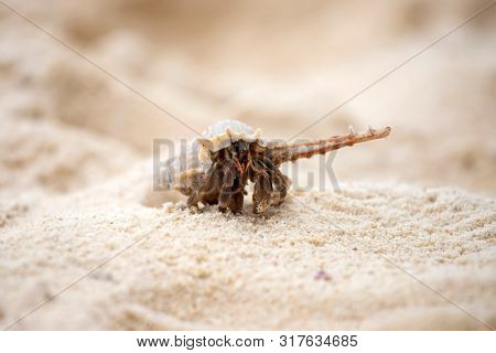Hermit crab, Pagurus bernhardus, crawling on the sand beach .