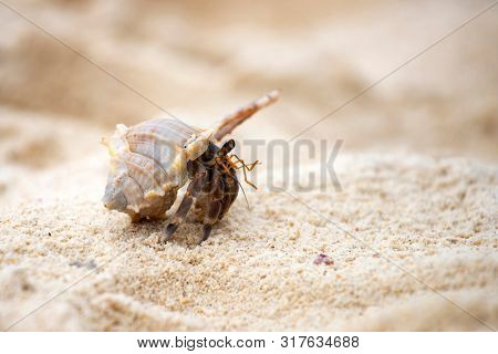 Hermit crab, Pagurus bernhardus, crawling on the sand beach .