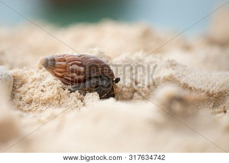 Hermit crab, Pagurus bernhardus, crawling on the sand beach .
