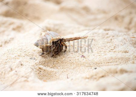 Hermit crab, Pagurus bernhardus, crawling on the sand beach .