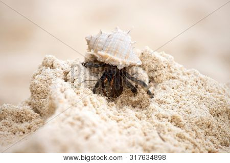 Hermit crab, Pagurus bernhardus, crawling on the sand beach .