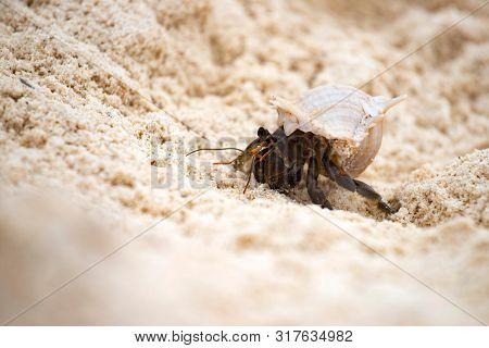 Hermit crab, Pagurus bernhardus, crawling on the sand beach .
